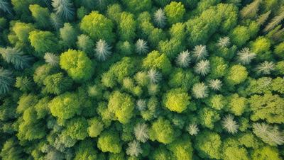 The primary subject of the image is a dense forest filled with green trees. The setting is a lush, green environment, with the trees being the main focus of the image. The visual style is a close-up of the forest, showcasing the intricate details of the trees. The colors and mood of the image are predominantly green, creating a serene and natural atmosphere.