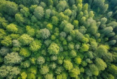 The image features a dense forest filled with green trees. The trees are of various sizes and are closely packed together, creating a lush and vibrant scene. The forest appears to be a mix of natural and digital elements, giving it a unique and artistic visual style. The primary subject of the image is the forest, with the trees being the main focus, while the setting/background is the dense forest, and the visual style is a combination of natural and digital elements. The colors and mood of the image are predominantly