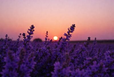 The primary subject of the image is a field of lavender flowers, with a purple hue. The setting is a sunset, creating a serene and peaceful atmosphere. The visual style is a photo, capturing the beauty of the flowers and the sunset. The colors and mood convey a sense of tranquility and natural beauty.