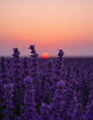 The primary subject of the image is a field of purple flowers, with a beautiful sunset in the background. The flowers are the main focus of the image, and they are set against a backdrop of a vibrant orange sky. The visual style of the image is a photo, capturing the natural beauty of the flowers and the sunset. The colors and mood of the image are dominated by the purple flowers and the warm, vibrant hues of the sunset, creating a serene and peaceful atmosphere