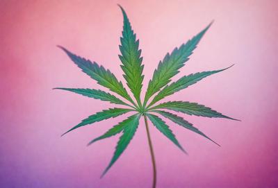 The primary subject of the image is a marijuana plant, which is the main focus of the image. The plant is growing on a pink surface, which serves as the setting or background. The visual style of the image is a close-up of the plant, showcasing its details and texture. The colors in the image are predominantly pink, which gives the scene a warm and inviting atmosphere.