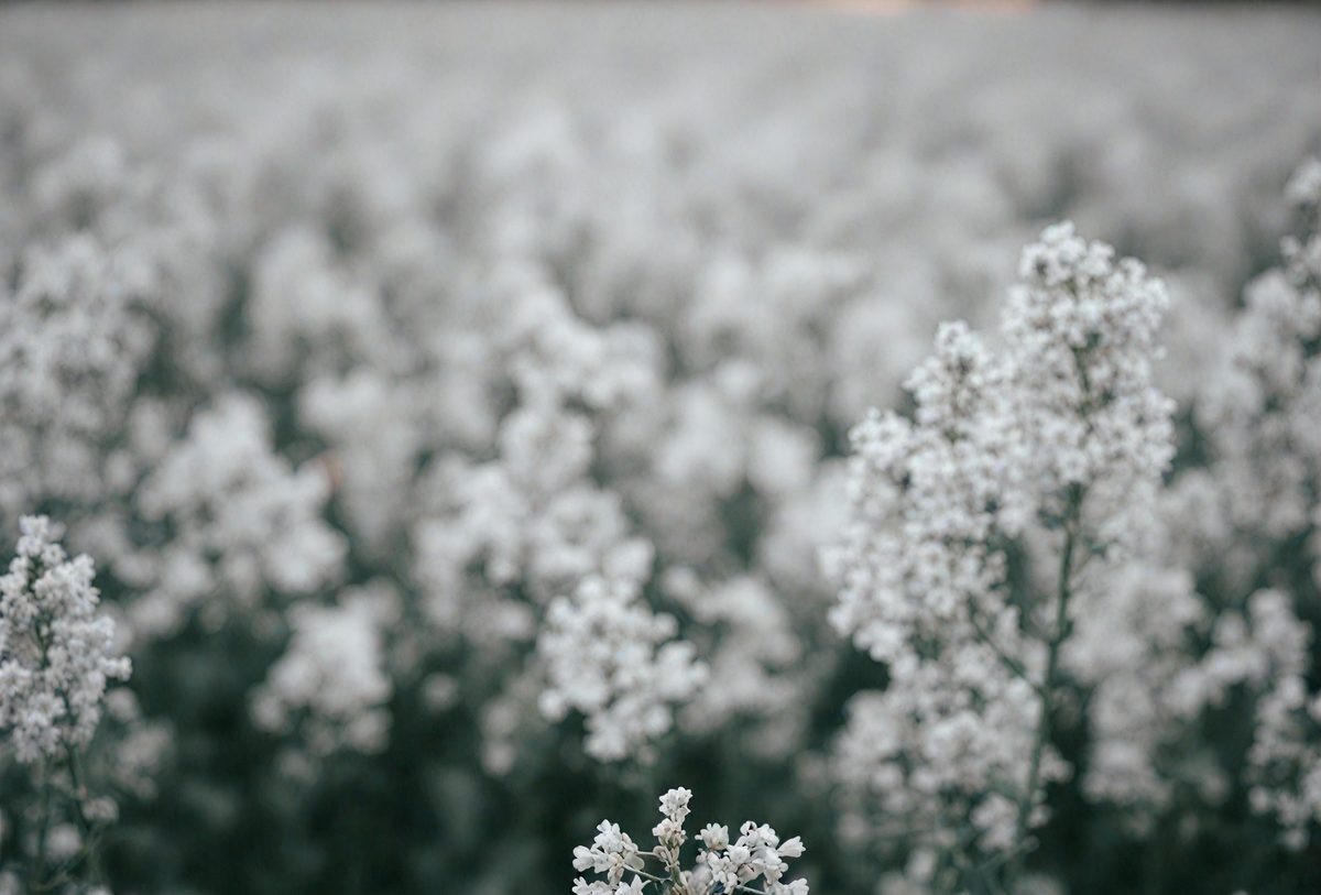 034ca269-a5a8-4a14-a410-ec71d350457a-freepik__gray-clean-corn-flower-background__43975_250928085659_00001.png
