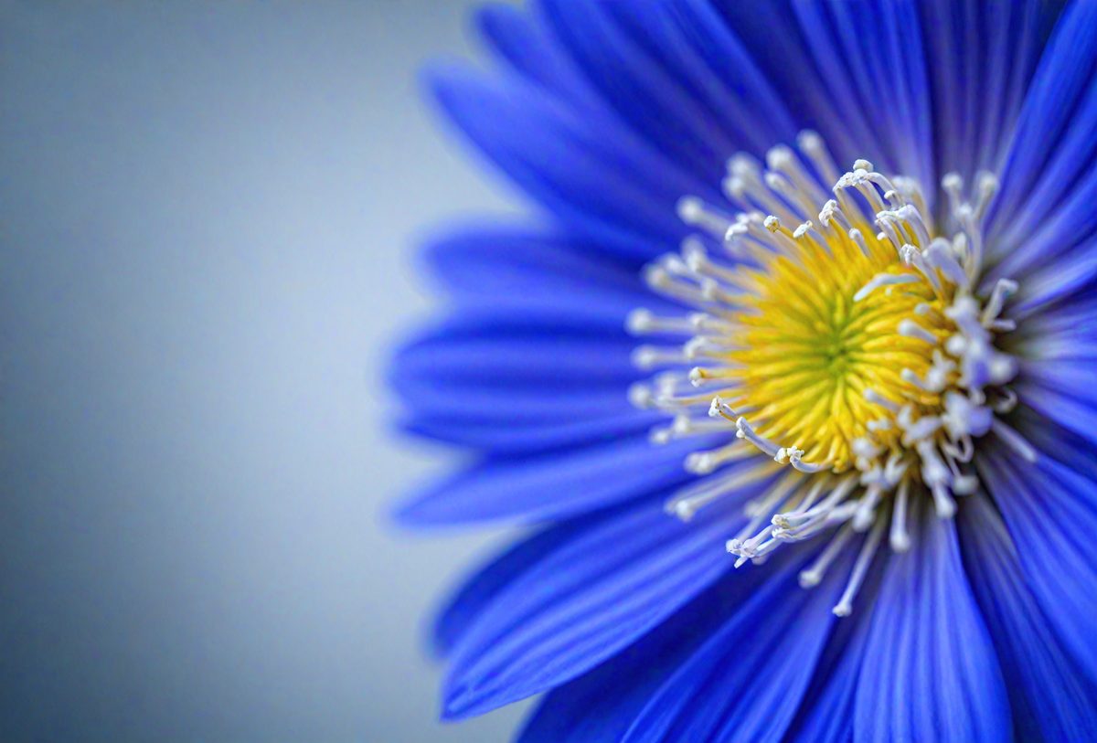 17f0a347-69ad-4777-80f8-1e8e10859f15-freepik__closeup-of-a-vibrant-blue-cornflower-against-a-gra__42405_250928022206_00001.png