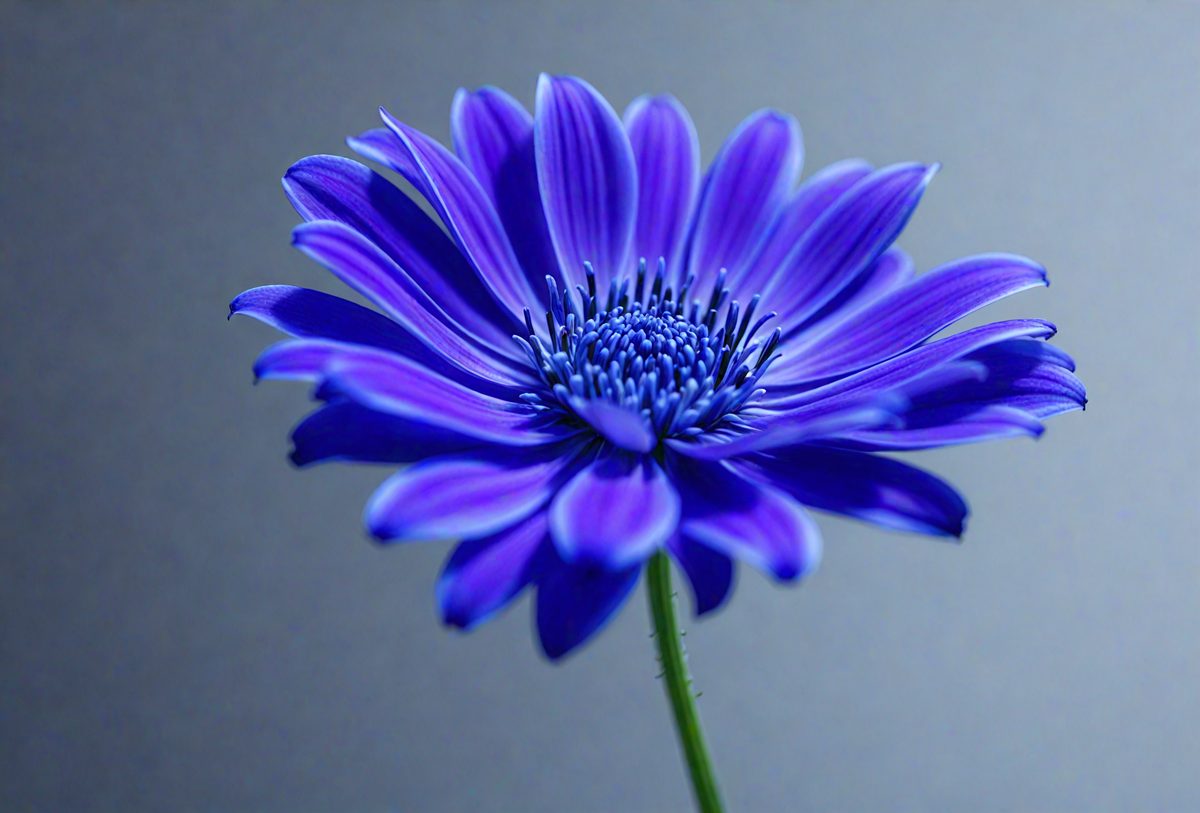 1ab4a7ce-cf0f-40ba-82df-fa8d5d138fe9-freepik__closeup-of-a-vibrant-cornflower-with-deep-blue-pet__21928_250928022221_00001.png