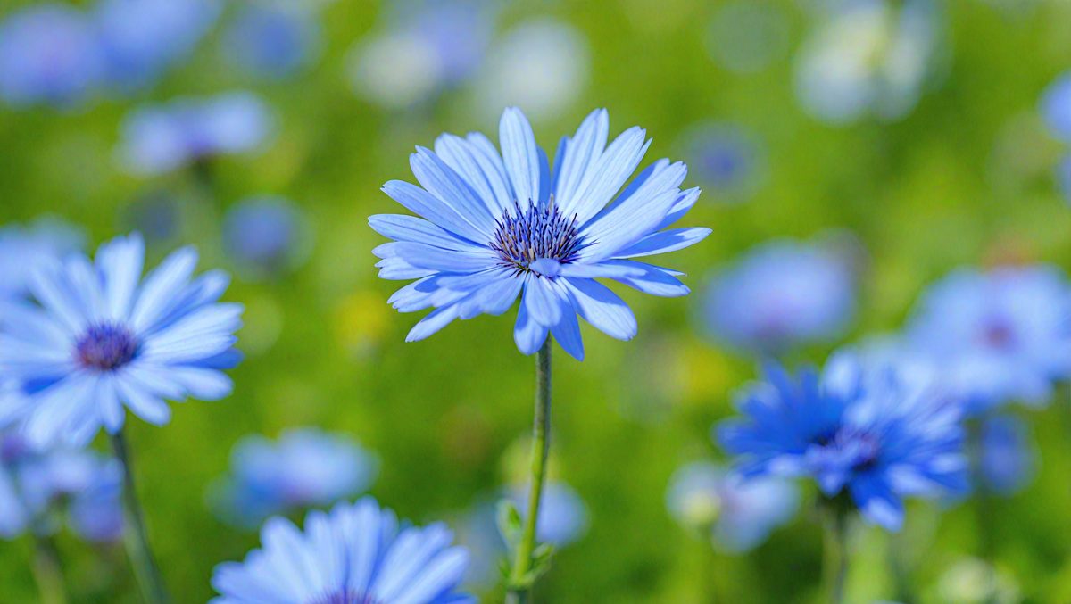 1b9365cd-5dd0-4e99-a6f6-3bfffc2fe385-freepik__abstract-cornflower-blue-background__85552_250928014223_00001.png