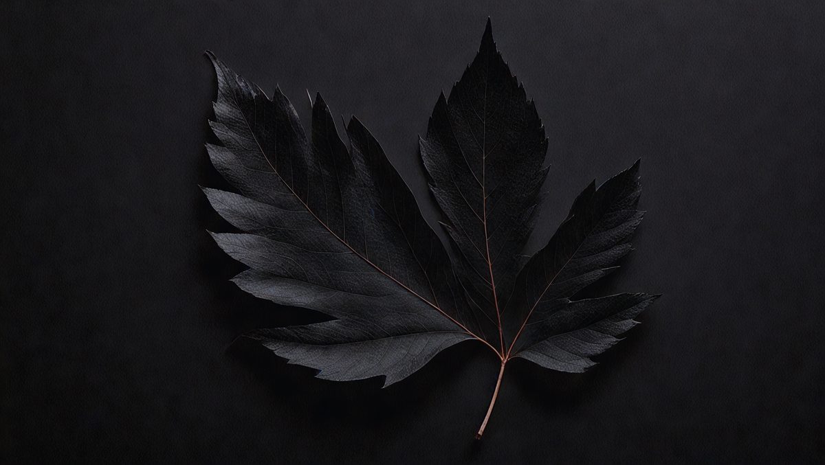 1ef12f56-5934-4957-9824-b2be7f6bf441-freepik__black-leaf-on-black-background__93522_250524223114_00001.png