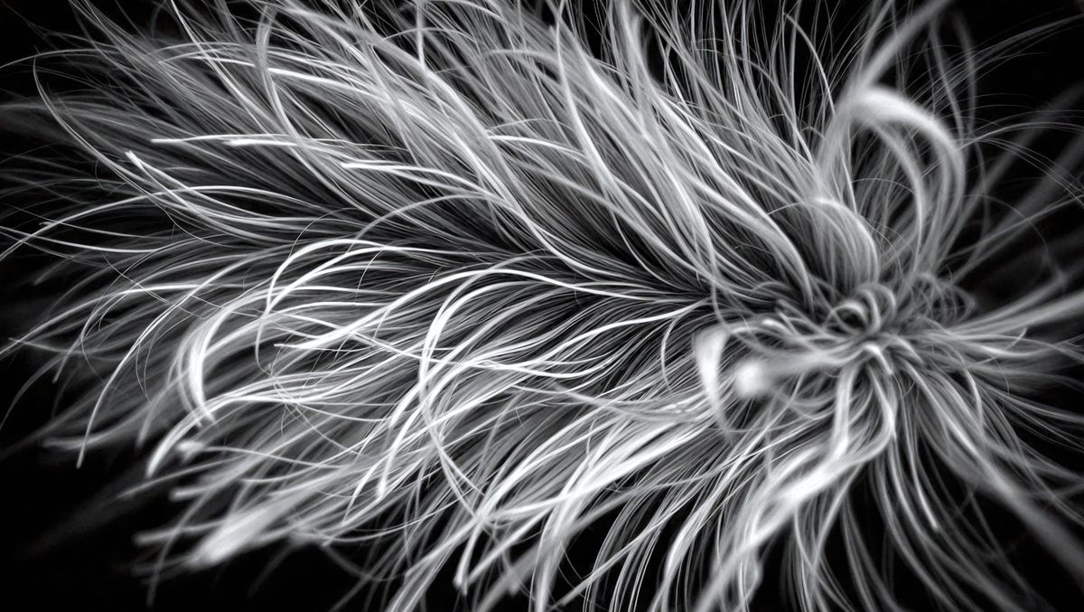 28a1ff73-1ad0-460c-848f-9bad87b0dab4-freepik__black-and-white-feather-texture-clean-corn-flower-__43962_250928020827_00001.png