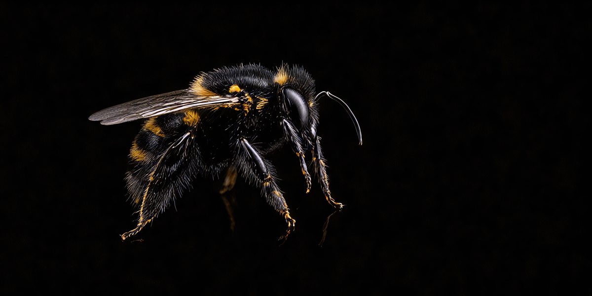 2bfa25a6-894c-4afa-99f0-d5907a0937a0-freepik__black-bee-on-a-black-background__98361_250524140622_00001.png