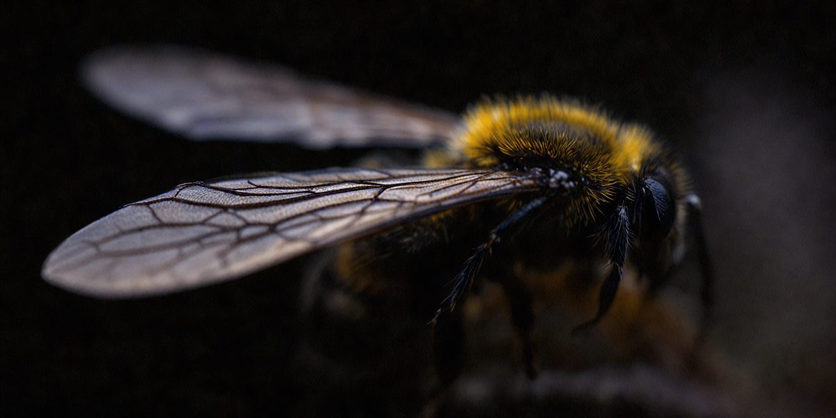 2f44c9b0-5a2a-4527-b265-7d6d3614727e-freepik__black-bee-on-a-black-background__98362_250524140624_00001.png