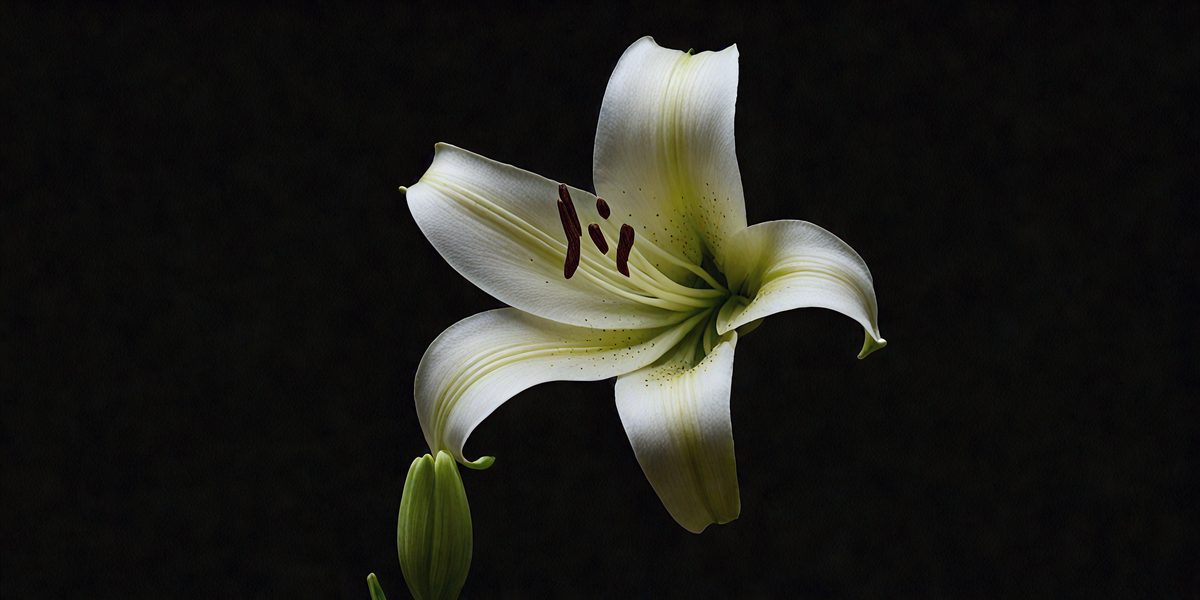 2fabf052-8a73-46f8-9cf9-818d2e24afe7-freepik__lily-and-stem-against-a-black-background__36538_250525165206_00001.png