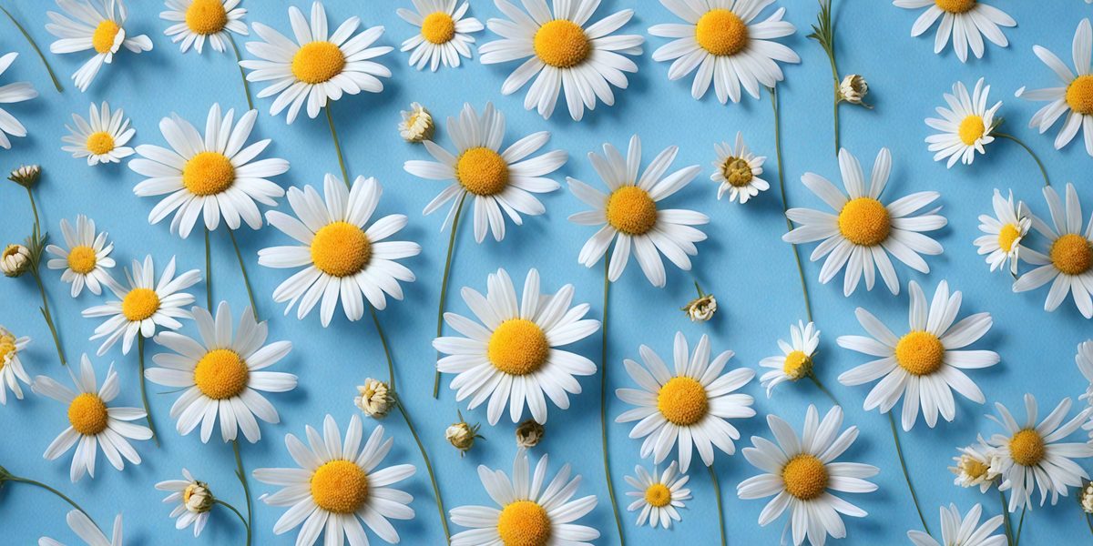 358e3348-d346-4745-b383-e75d0f2cfc2d-freepik__chamomiles-on-blue-background__57118_250524193238_00001.png