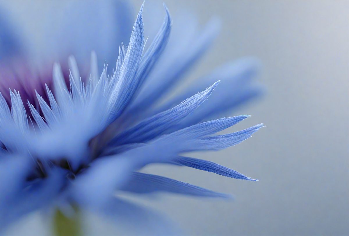 3969884f-24b6-42ca-8af4-e1b7446f5680-freepik__closeup-of-a-cornflower-blue-linen-texture-soft-na__17967_250928021848_00001.png