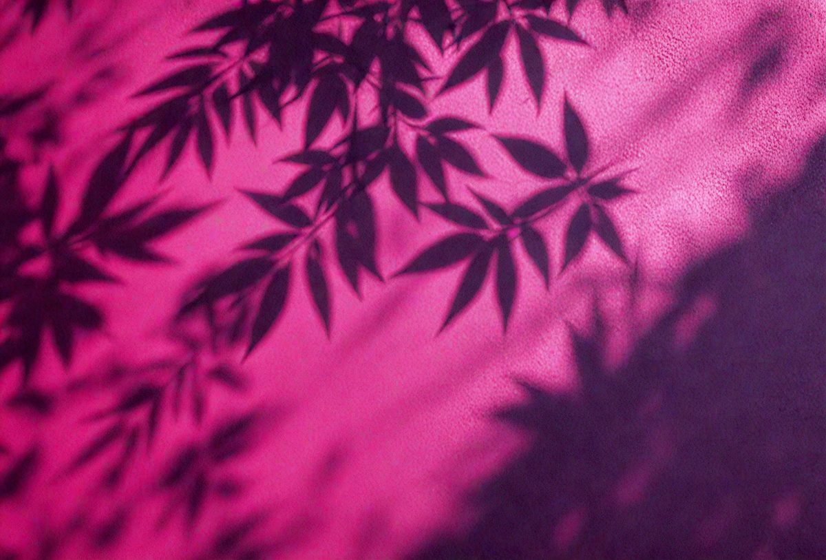 e8030cc3-cc82-4afb-af41-b2c98f32582e-freepik__leaf-shadows-on-a-cement-dark-magenta-background-i__38728_251009135915_00001.png