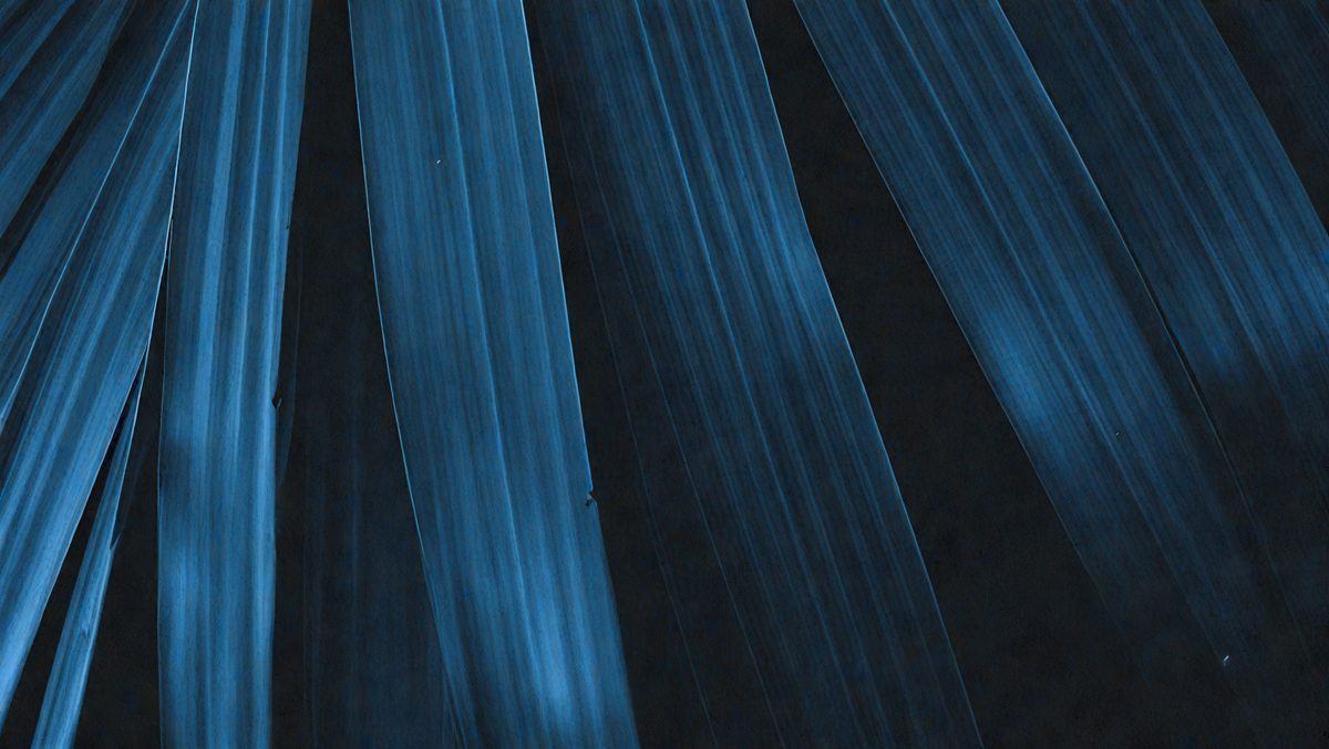 f0b34b59-0ffe-4187-9bb2-7a480a040710-freepik__dark-blue-palm-leaves__40941_250930003947_00001.png