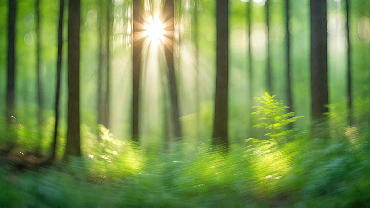 freepik__abstract-green-forest-defocused-with-sunbeam-vibra__33395_250506085636_Green_00001.png