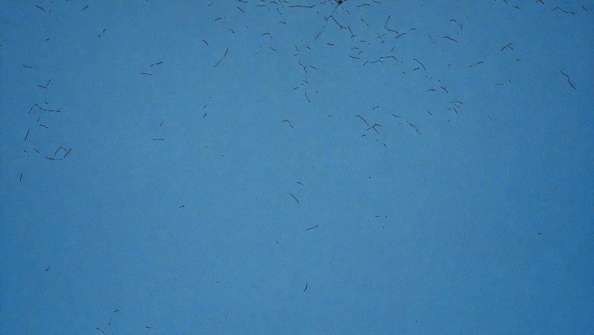 The primary subject of the image is a blue sky filled with a large number of birds flying in the air. The setting is an open sky, and the visual style appears to be a photo of the birds in flight. The birds are scattered throughout the sky, creating a lively and dynamic scene. The colors in the image are predominantly blue, which adds to the overall mood of the scene.