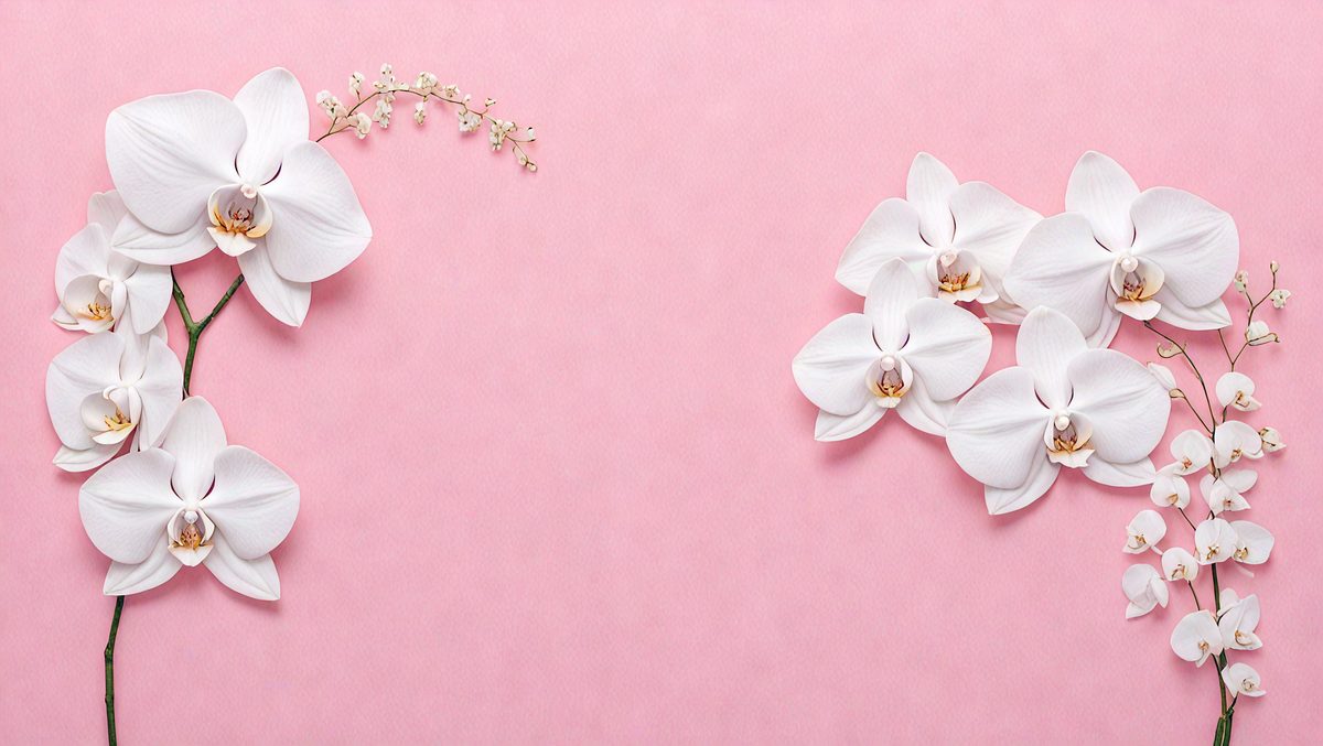 freepik__digital-painting-a-minimalist-arrangement-of-white__60394_250513044649_pink_00001.png