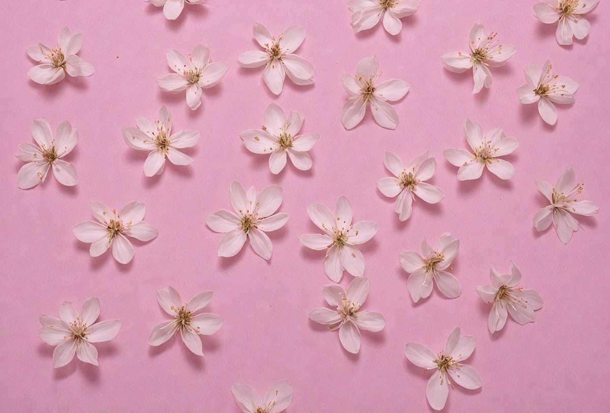 freepik__photo-posted-to-myspace-in-2007-almond-flowers-are__91684_250514194444_pink_00001.png