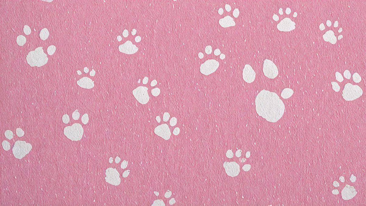 freepik__photo-posted-to-myspace-in-2007-cat-footprints-and__96810_250514194731_pink_00001.png